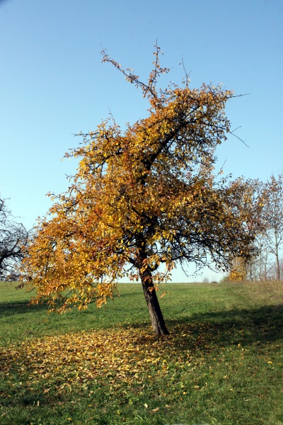 Datei:Obstbaum.3.jpg