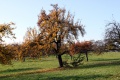 Obstbaum.4.jpg