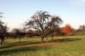 Obstbaum.12.jpg