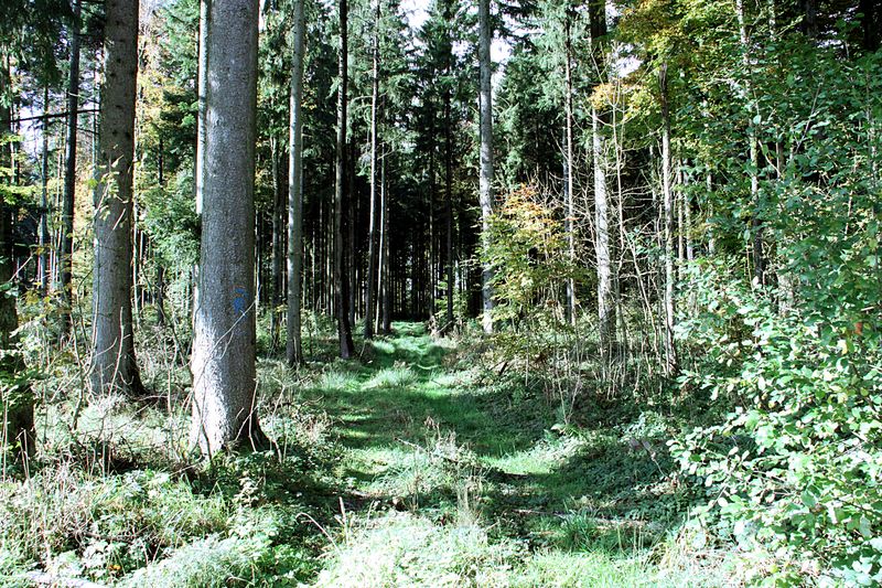 Datei:Waldboden2.JPG