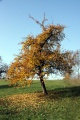 Obstbaum.3.jpg