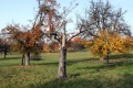 Obstbaum.13.jpg