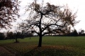 Obstbaum.1.jpg