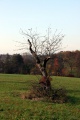 Obstbaum.2.jpg