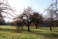 Obstbaum.10.jpg