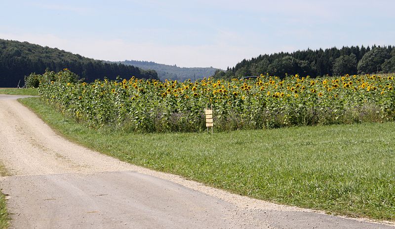 Datei:Sonnenblumenfeld.bei.Kohlstetten.jpg