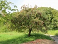 Apfelbaum6.jpg